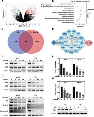 Andrographolide Inhibits ER-Positive Breast Cancer Growth and Enhances Fulvestrant Efficacy via ROS-FOXM1-ER-α Axis